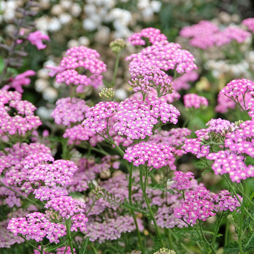 Siankärsämö Cerise Queen