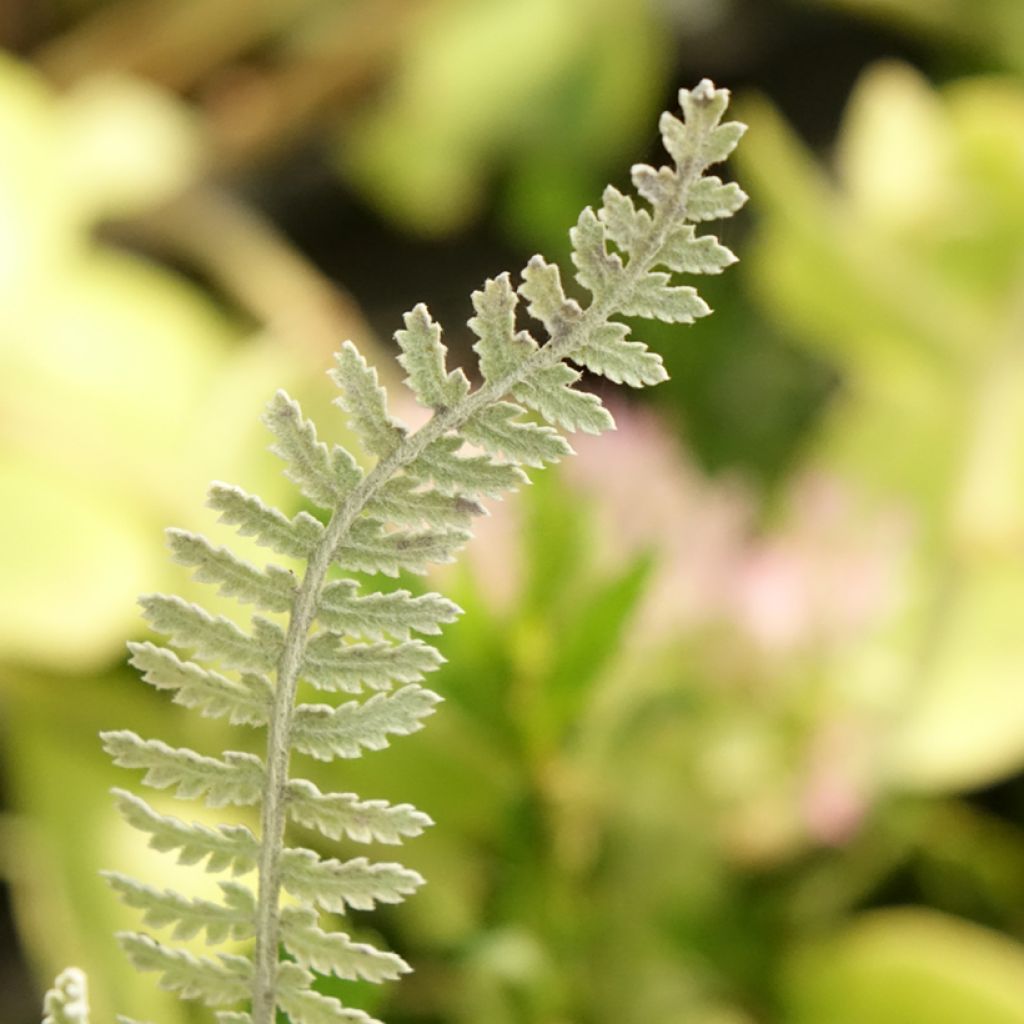 Siankärsämö - Achillea clypeolata