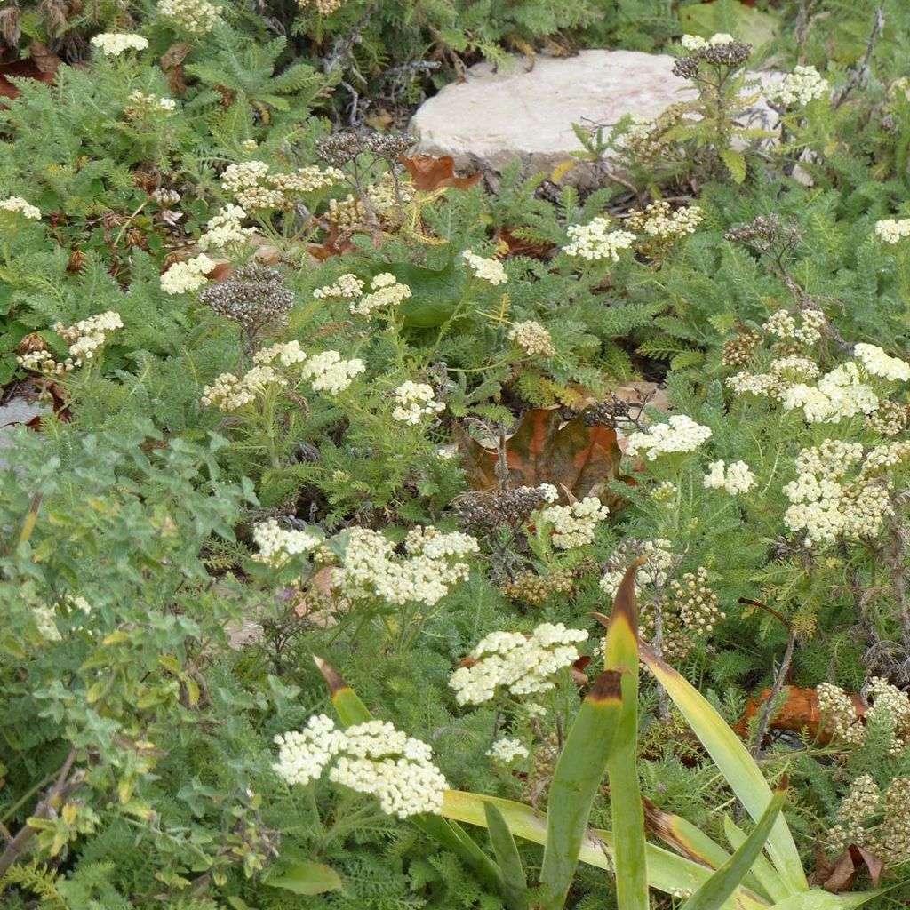 Siankärsämö - Achillea crithmifolia