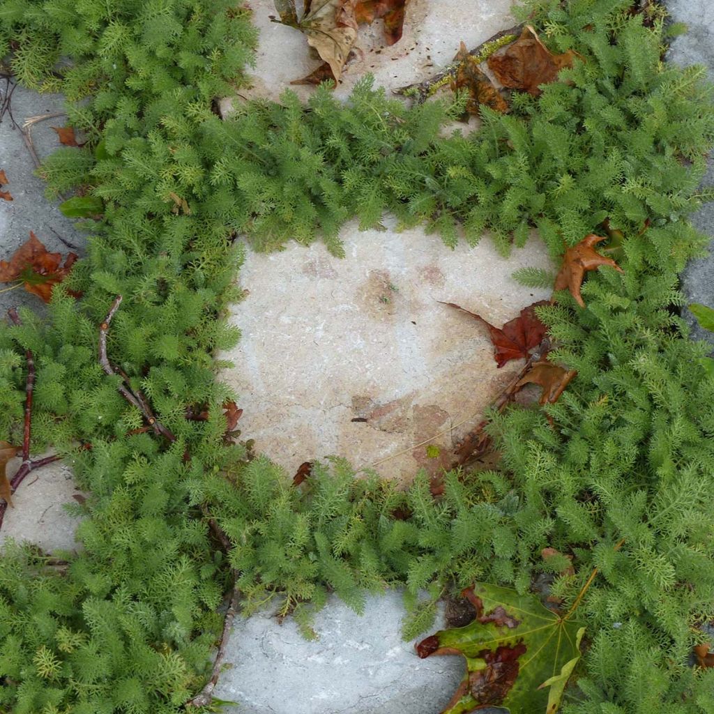 Siankärsämö - Achillea crithmifolia