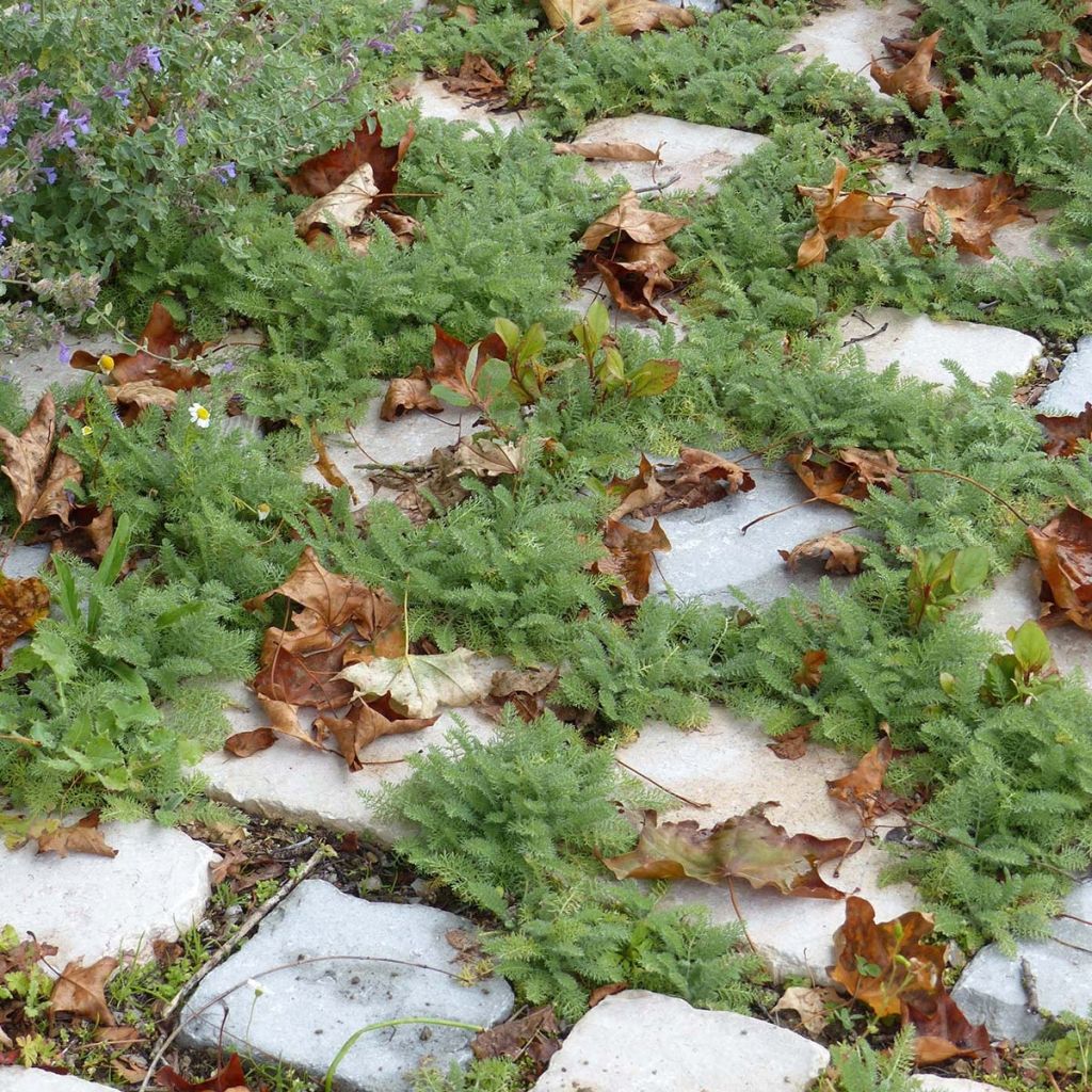 Siankärsämö - Achillea crithmifolia