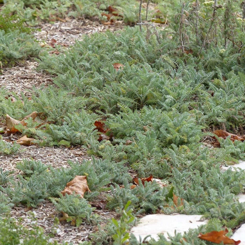 Siankärsämö - Achillea crithmifolia