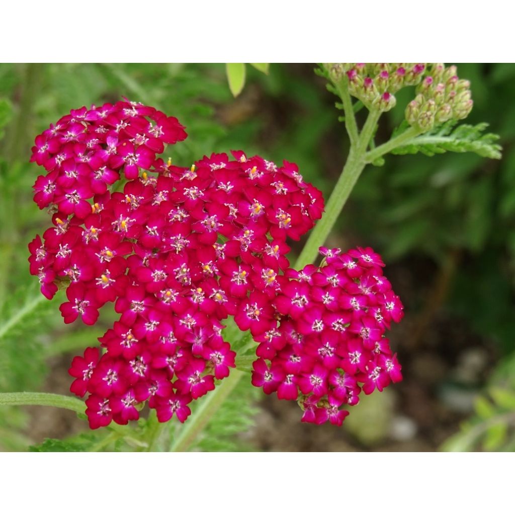 Siankärsämö Cerise Queen