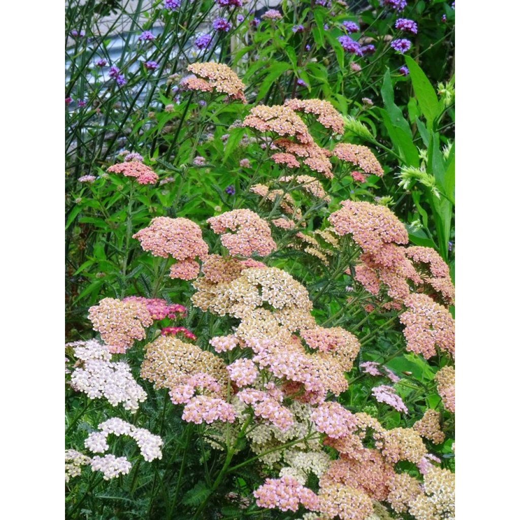 Siankärsämö Summer Pastel