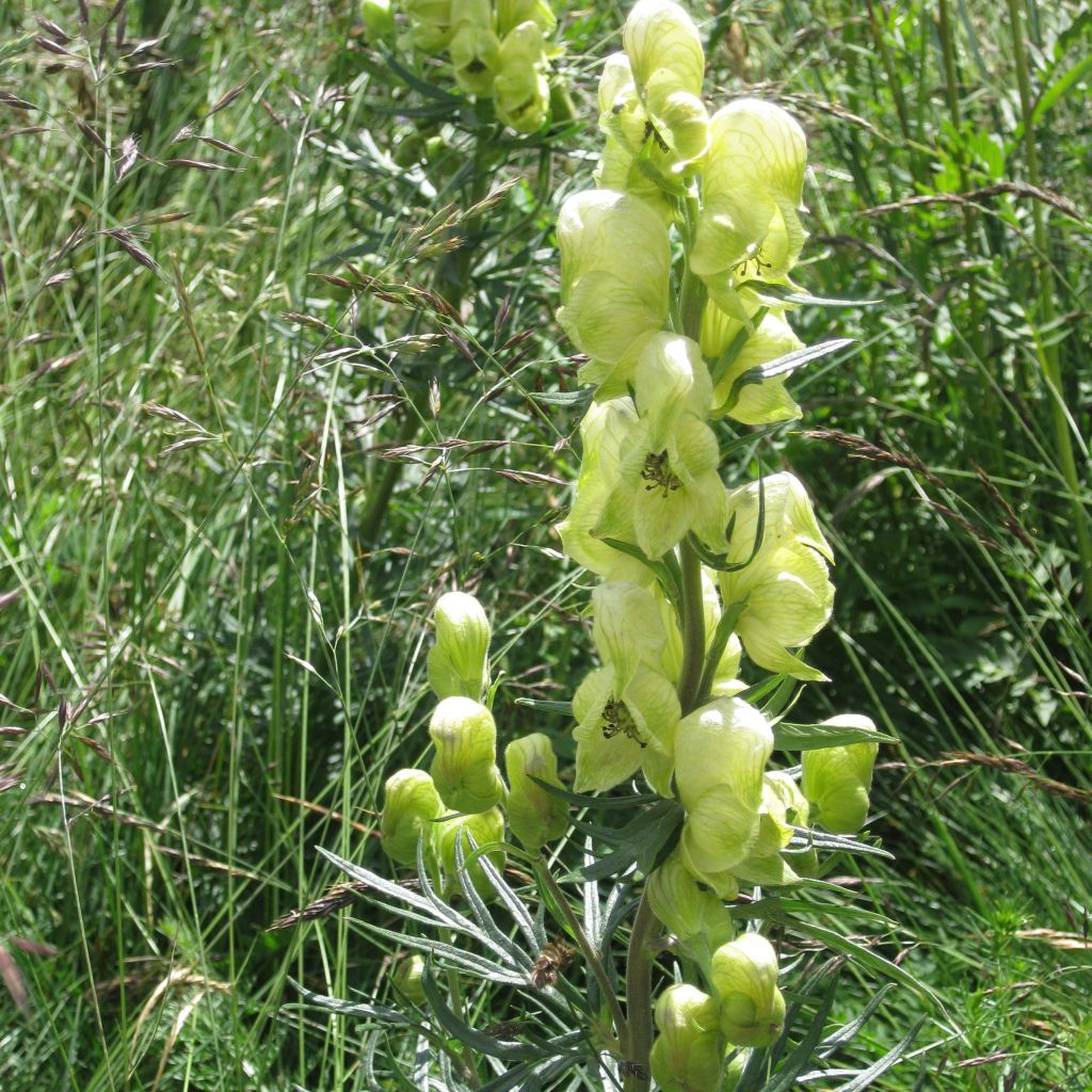 Kuu-ukonhattu - Aconitum anthora