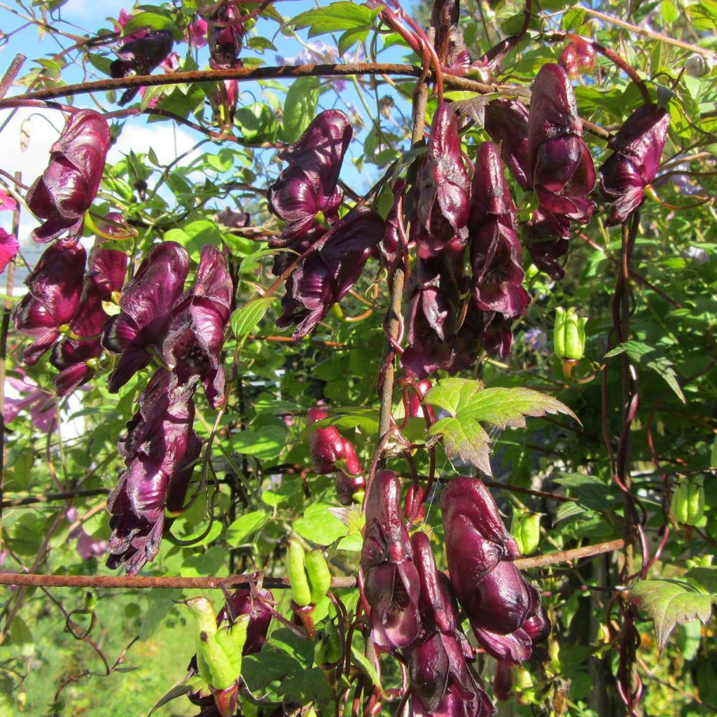 Köynnösukonhattu Red Wine
