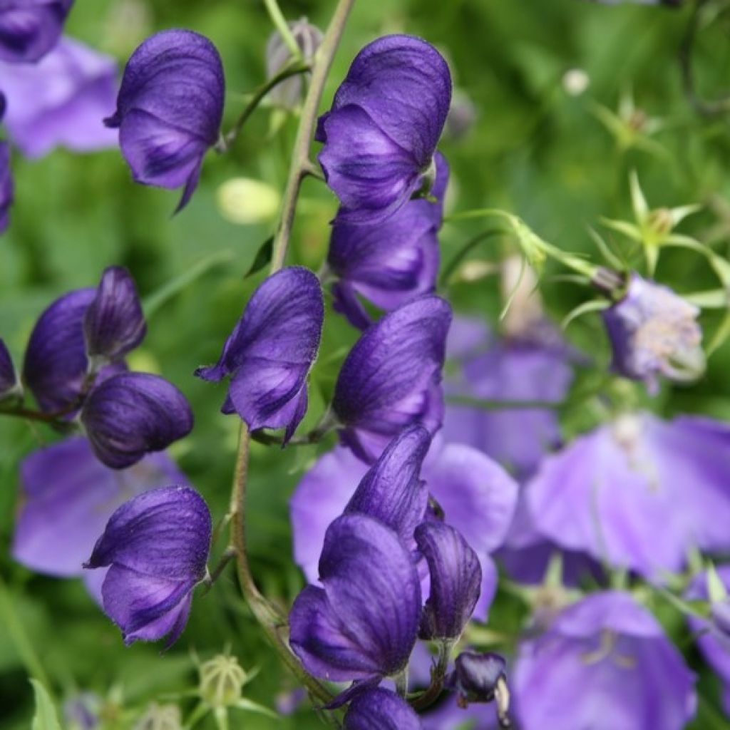 Aitoukonhattu - Aconitum napellus
