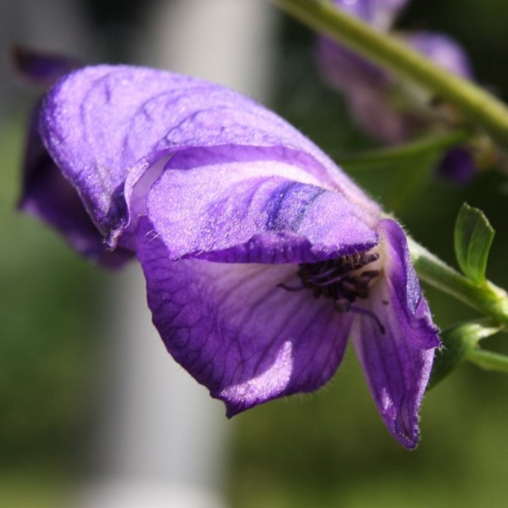 Aitoukonhattu - Aconitum napellus