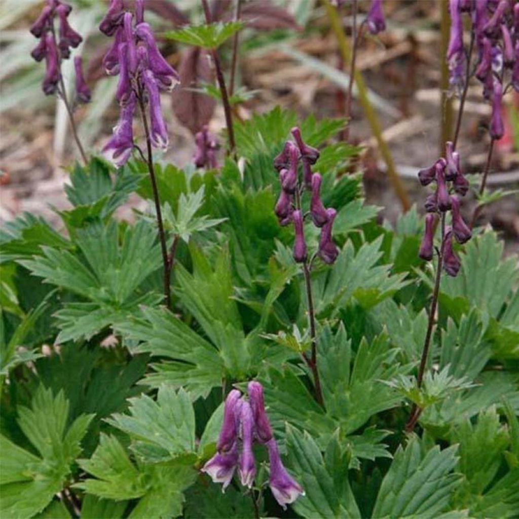 Ukonhatu Purple Sparrow