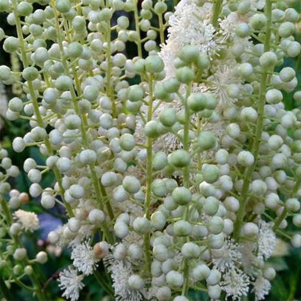 Amurinkimikki - Actaea dahurica