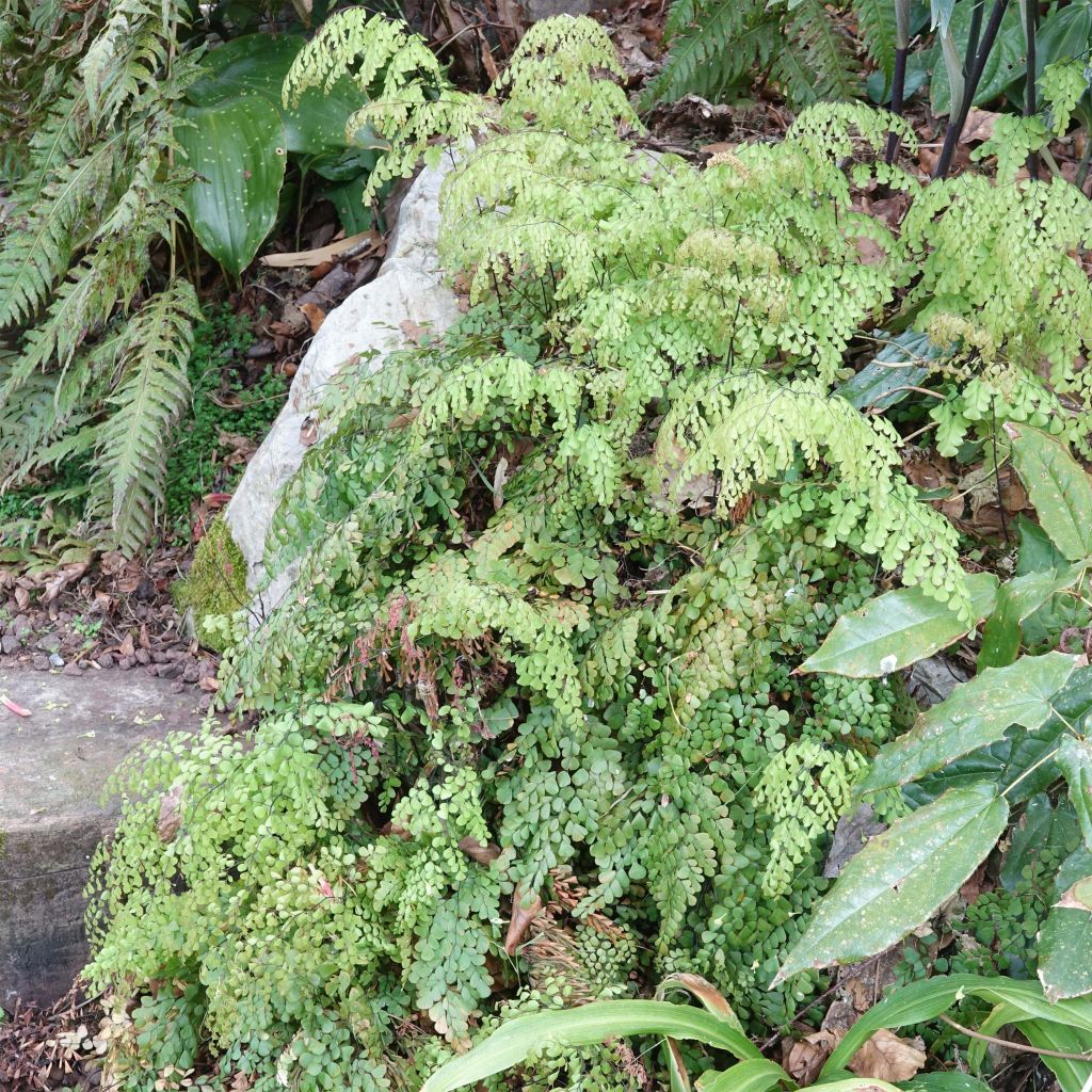 Himalajanadiantumi - Adiantum venustum