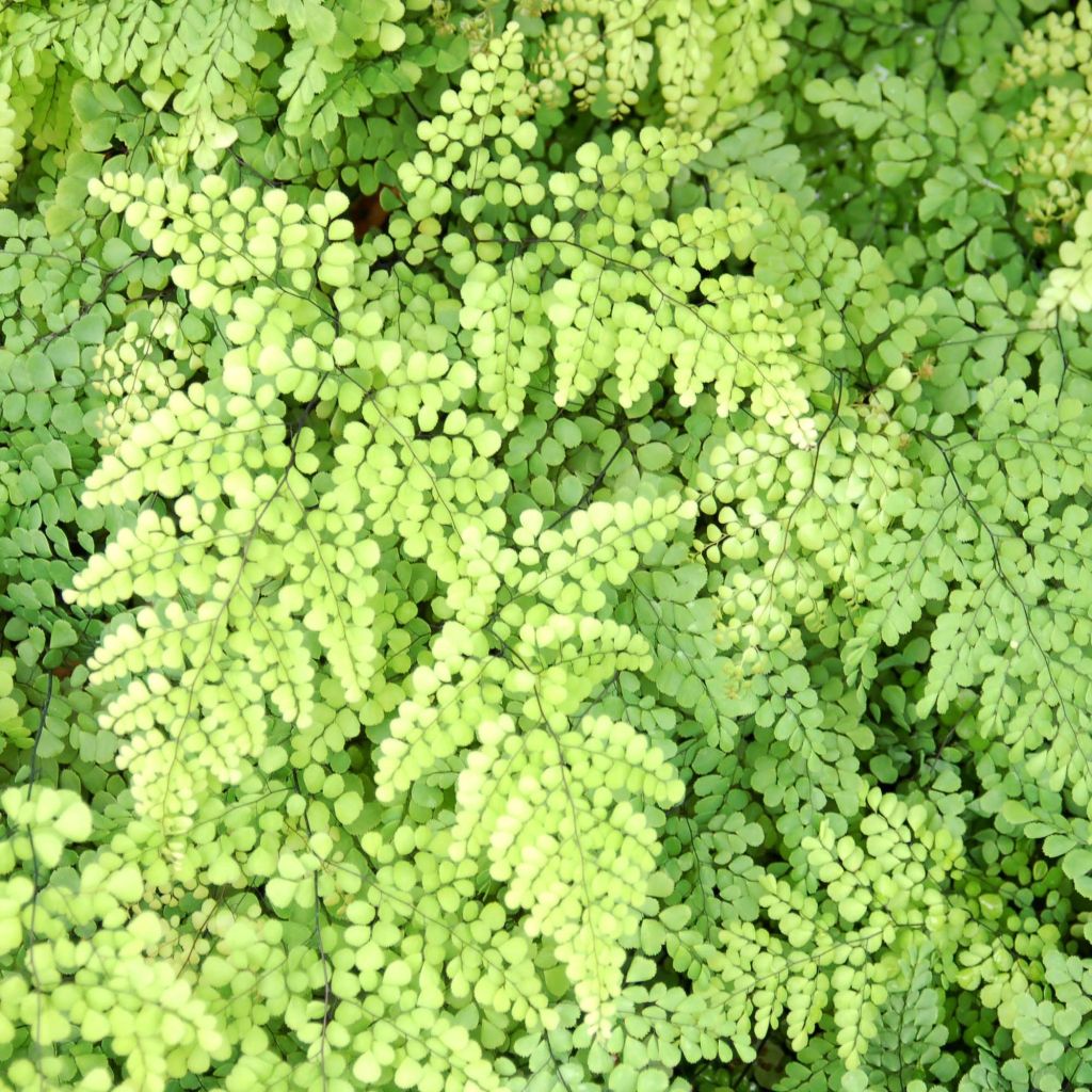 Himalajanadiantumi - Adiantum venustum