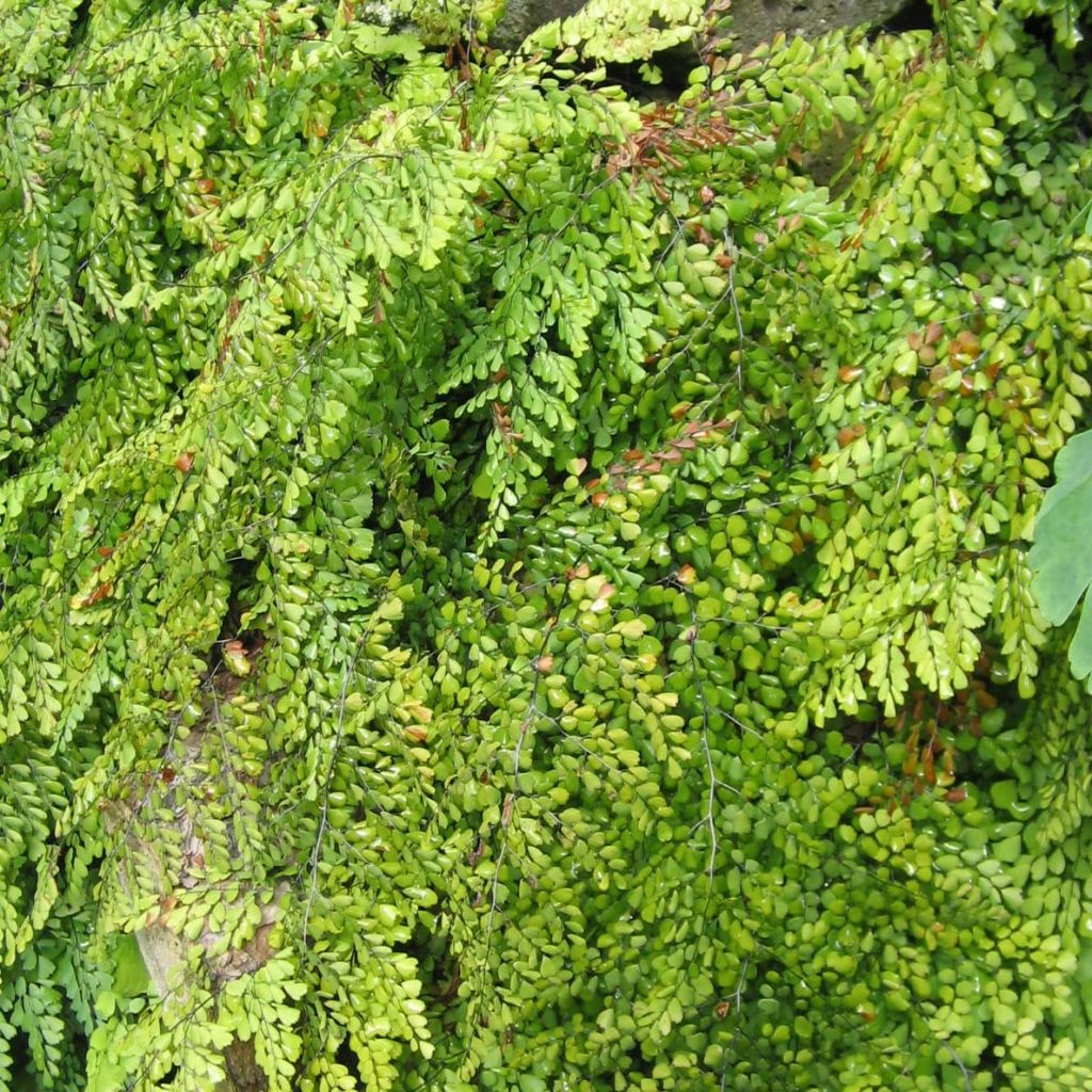 Himalajanadiantumi - Adiantum venustum