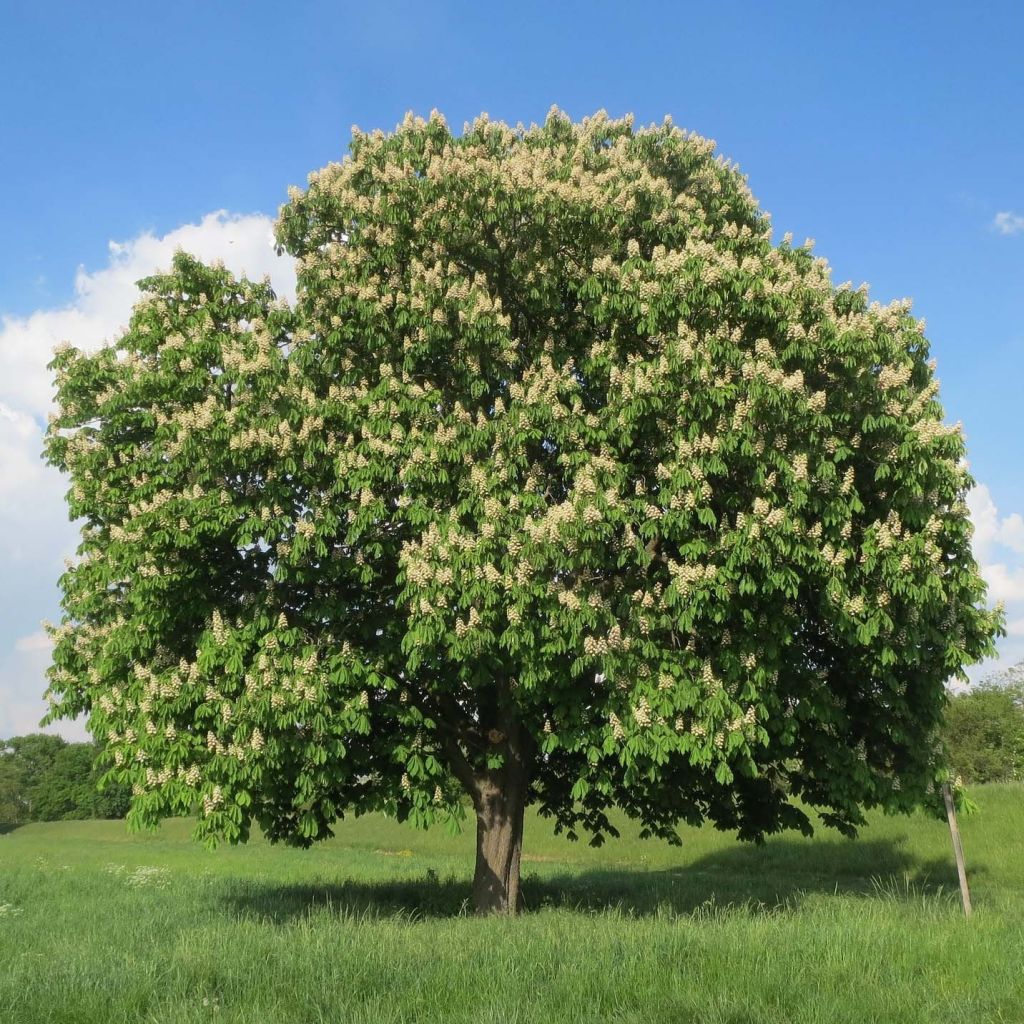 Hevoskastanja - Aesculus hippocastanum