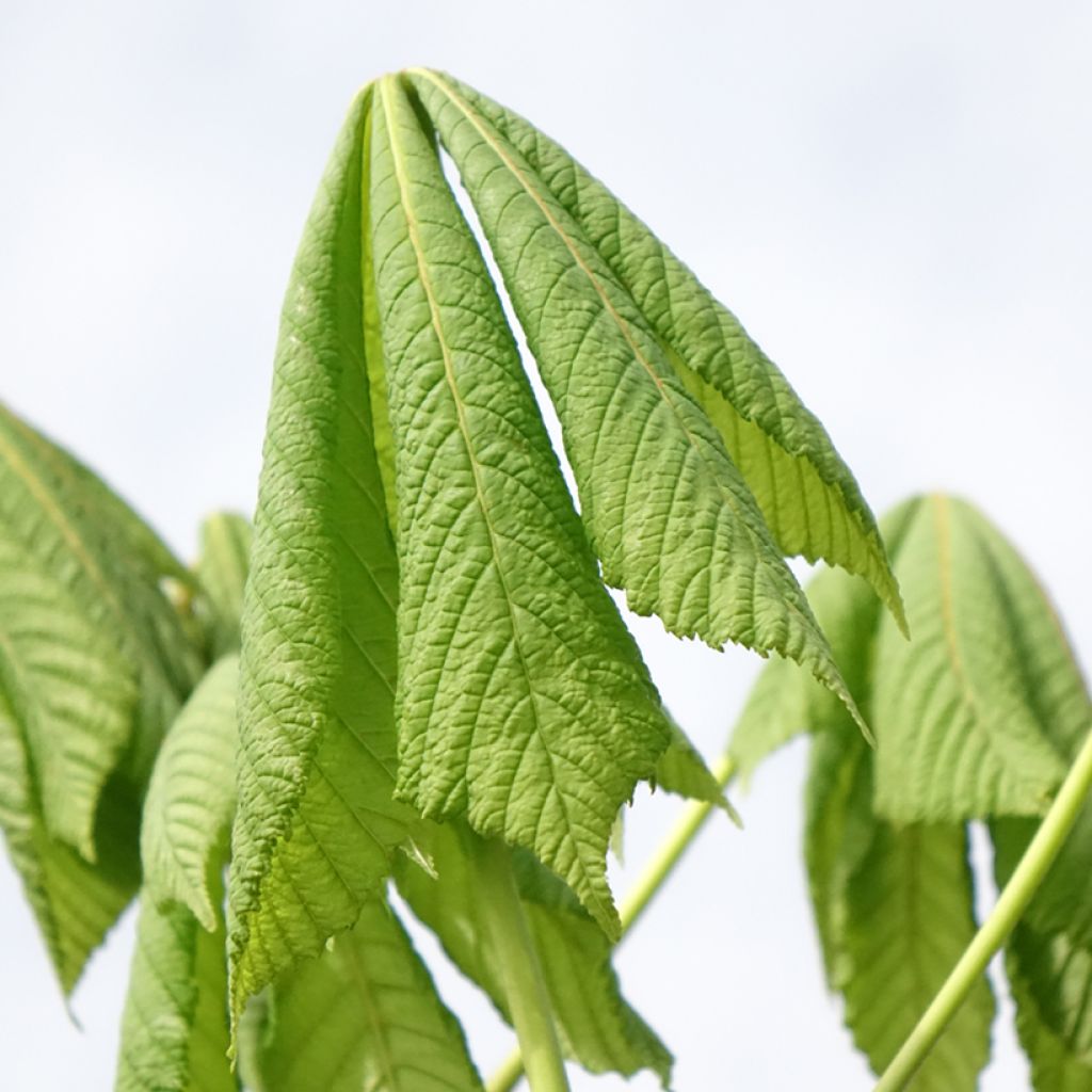 Hevoskastanja Umbraculifera