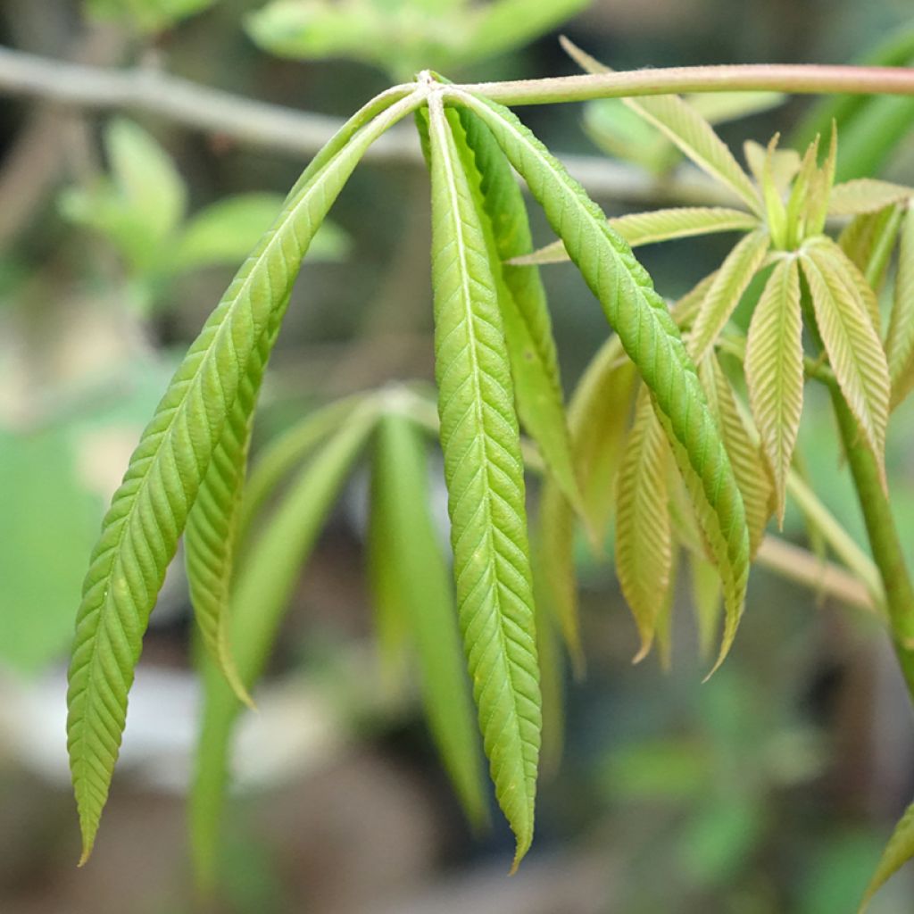 Hevoskastanja - Aesculus x glaucescens