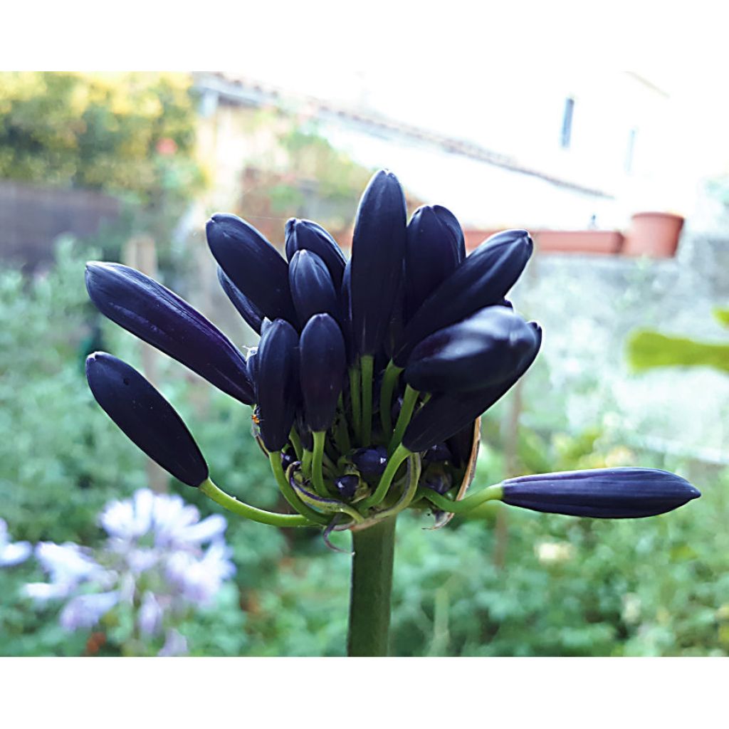 Sinisarja Black Magic
