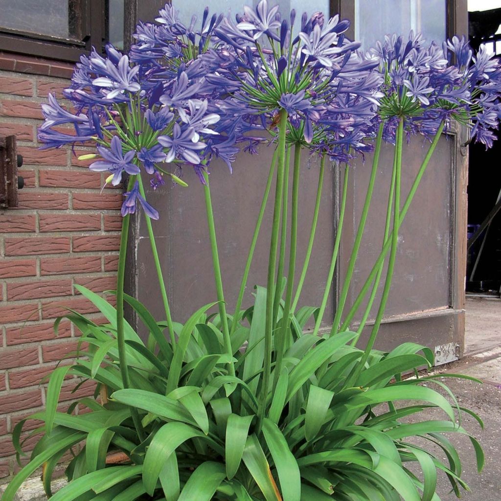 Sinisarja Blue Giant