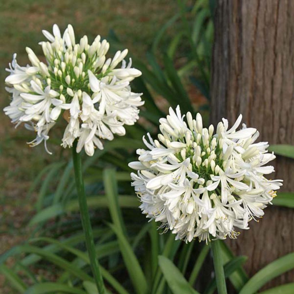 Sinisarja Albus