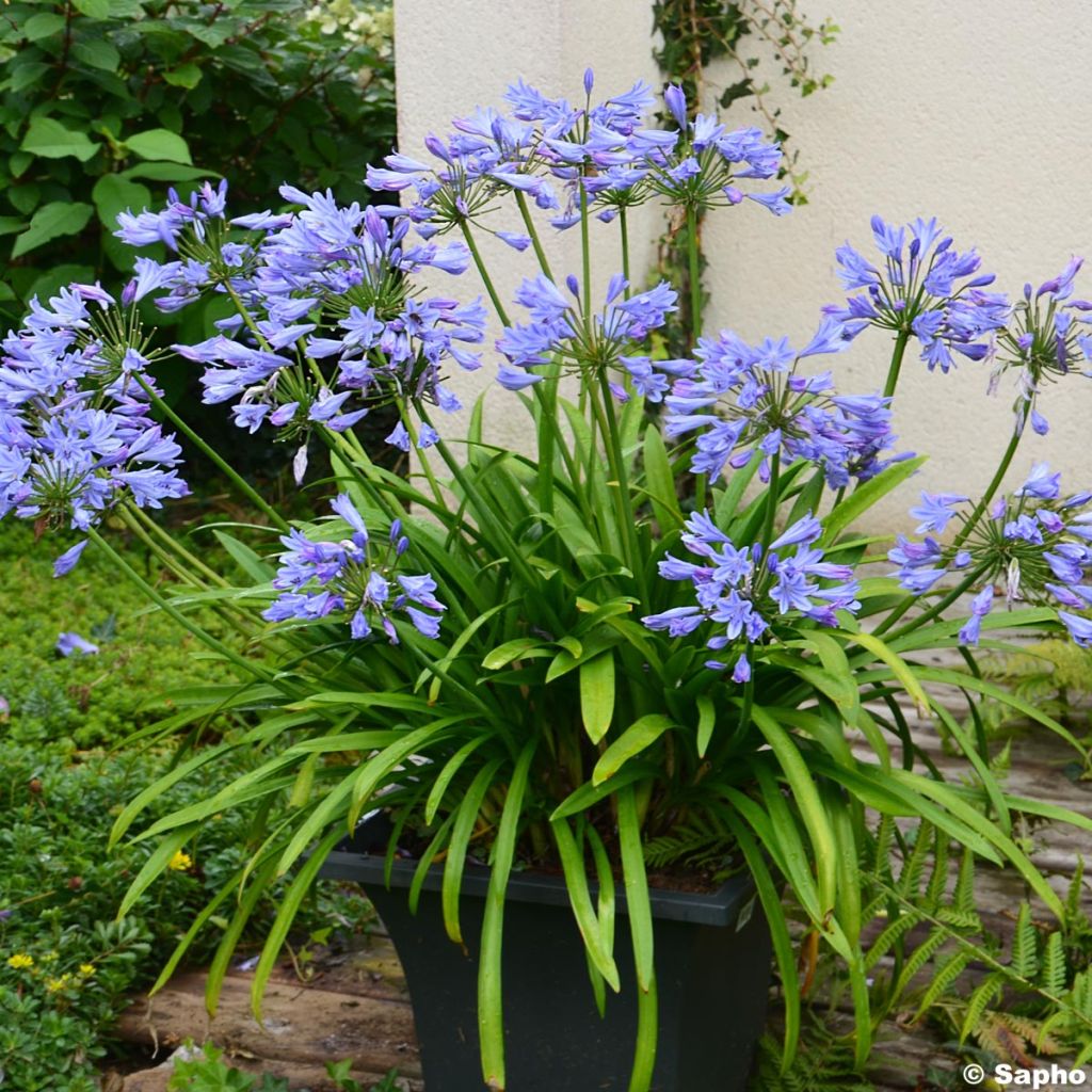 Sinisarja Pitchoune Blue