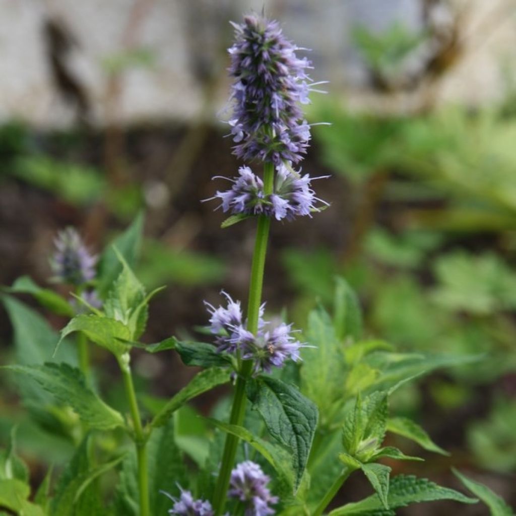 Koreaniiso Blue Fortune