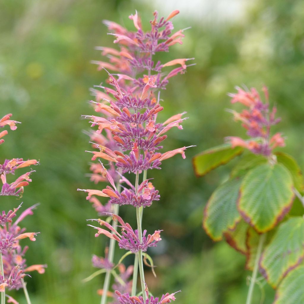 Iiso - Agastache rupestris