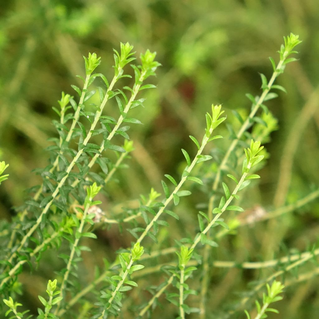 Agathosma capensis