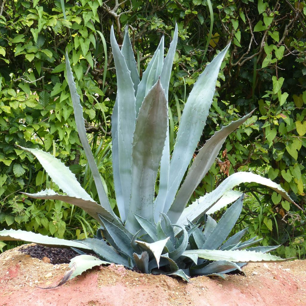 Jättiagaave - Agave americana
