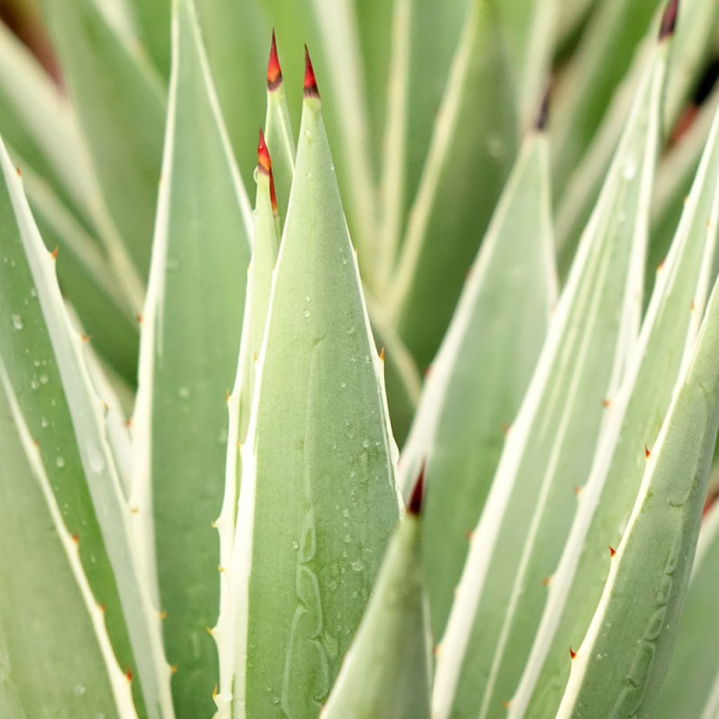 Raita-agaave Marginata