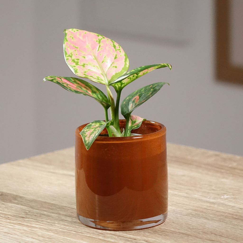 Aglaonema Beauty
