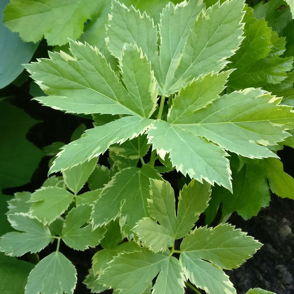 Rohtosuoputki Daphnis
