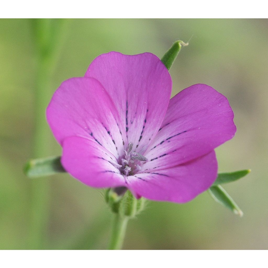 Isoaurankukka (siemenet) - Agrostemma githago