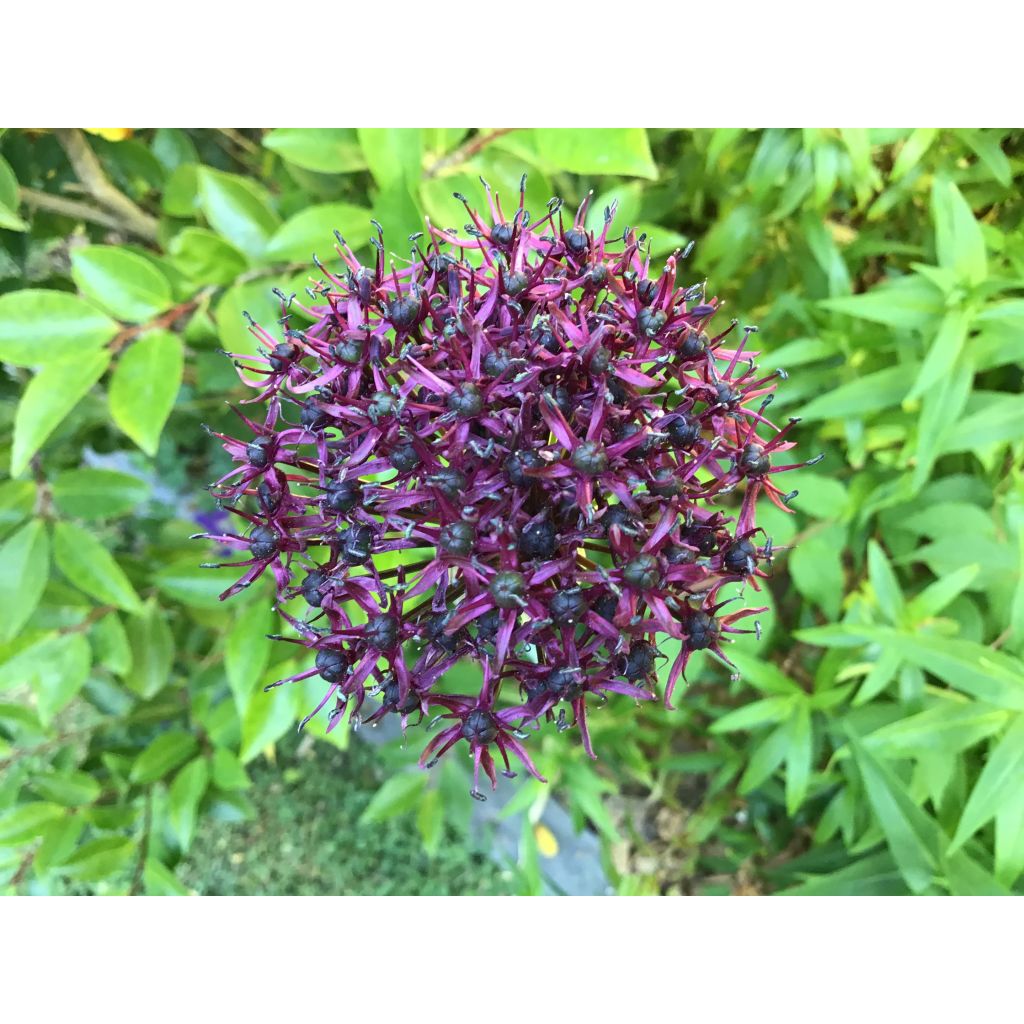Viinilaukka - Allium atropurpureum