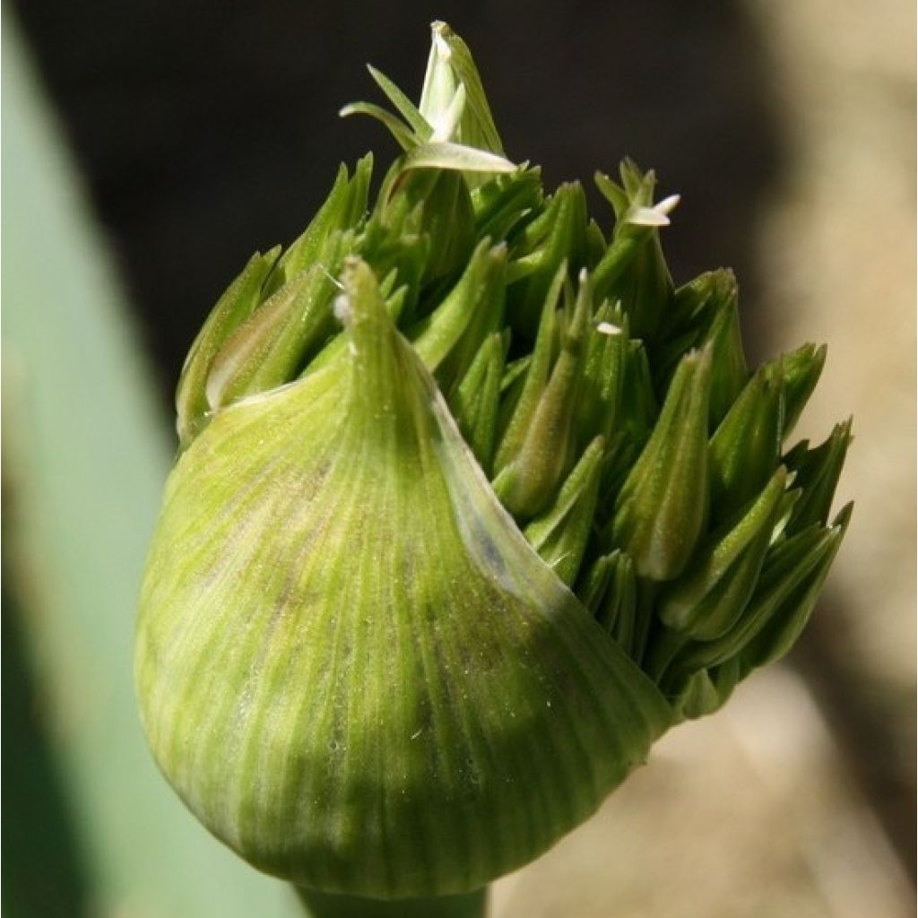 Tähtilaukka - Allium christophii
