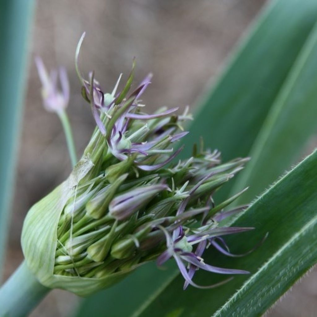 Tähtilaukka - Allium christophii