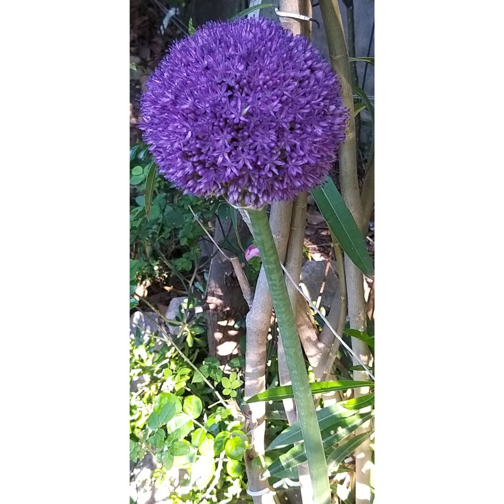 Jättilaukka - Allium giganteum