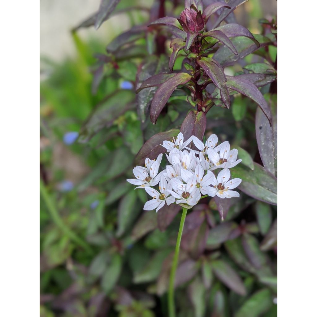 Napolinlaukka - Allium neapolitanum