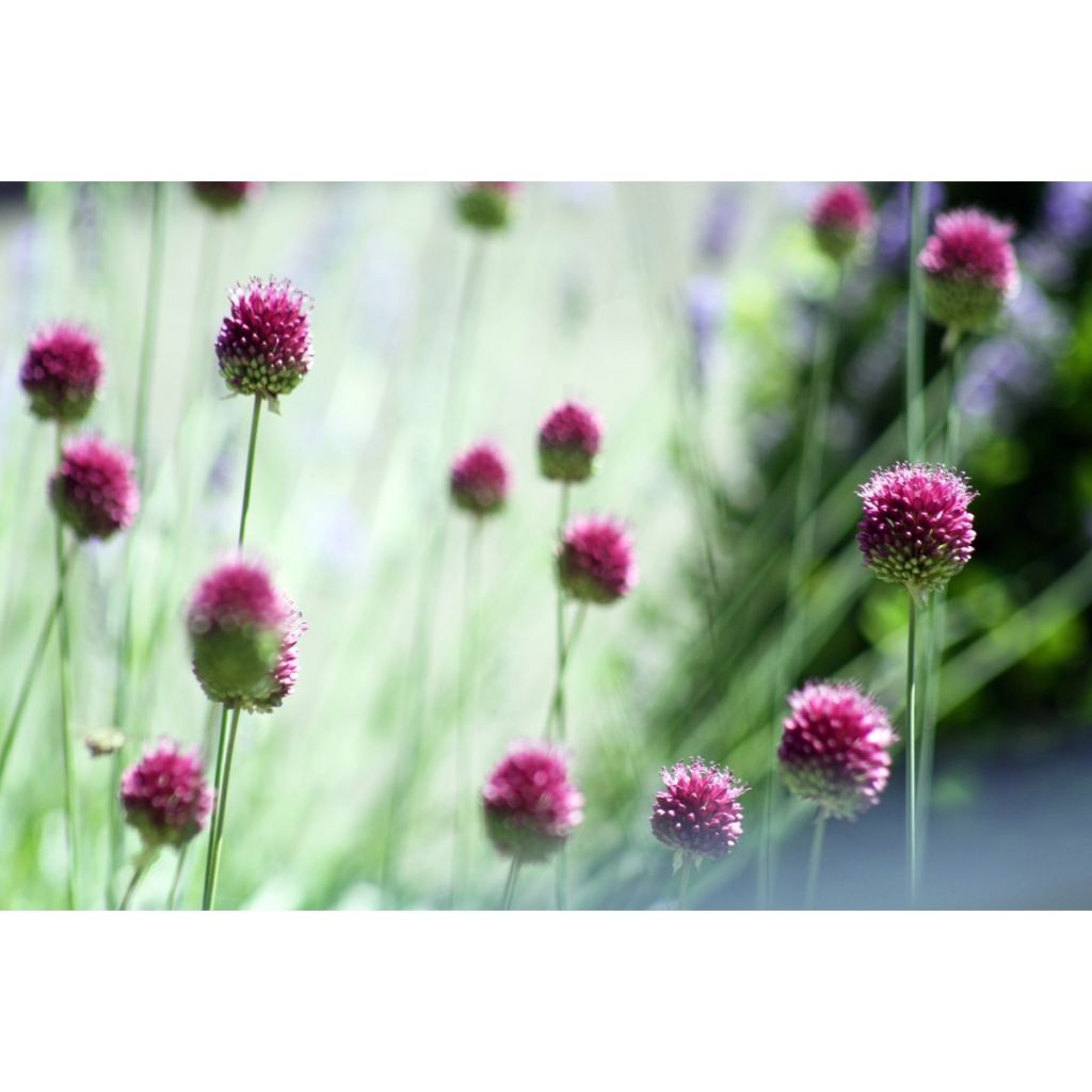 Pallerolaukka - Allium sphaerocephalon