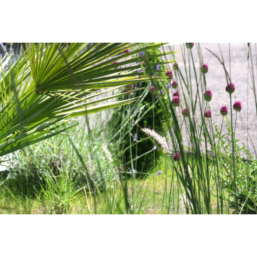 Pallerolaukka - Allium sphaerocephalon
