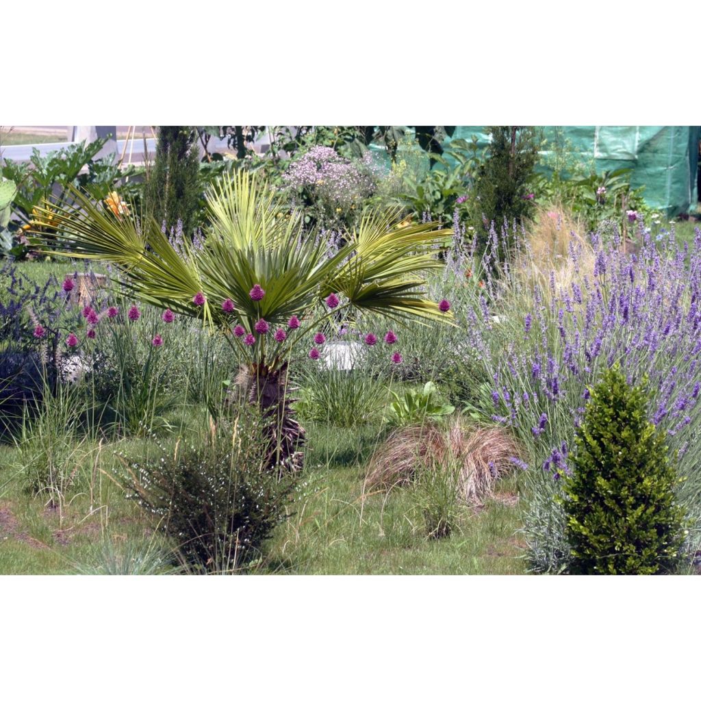 Pallerolaukka - Allium sphaerocephalon