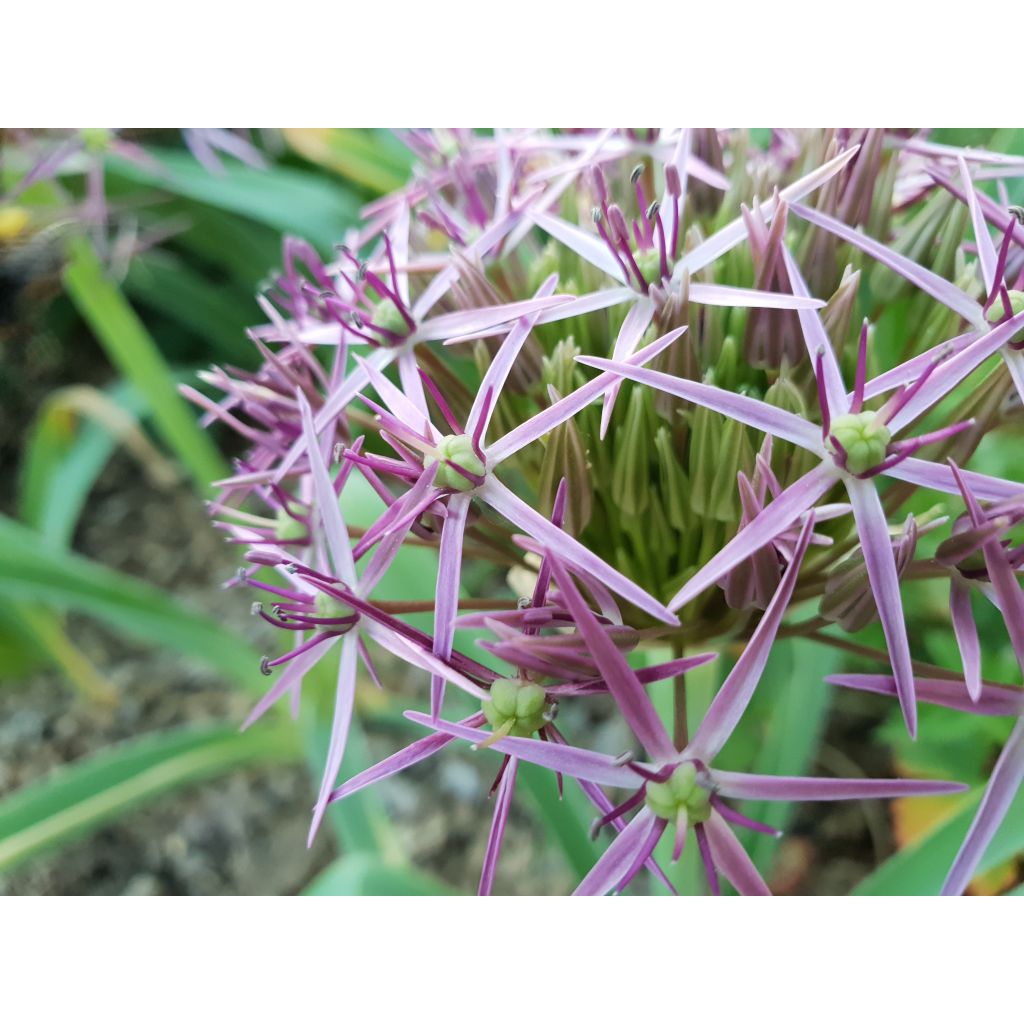 Tähtilaukka - Allium christophii