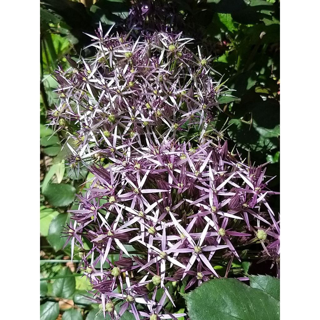 Tähtilaukka - Allium christophii