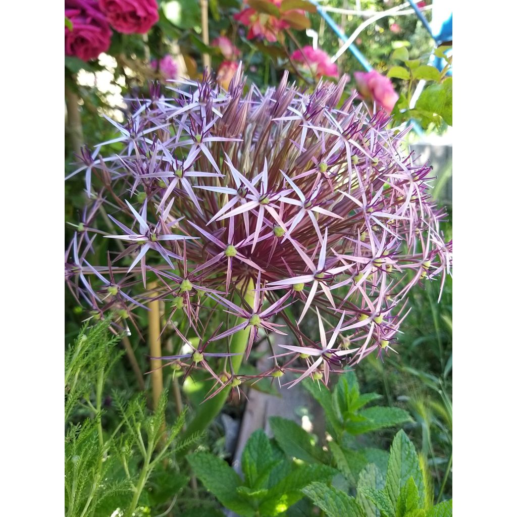 Tähtilaukka - Allium christophii