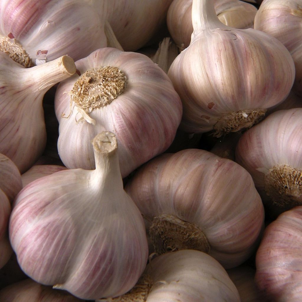 Valkosipuli Rose du Tarn
