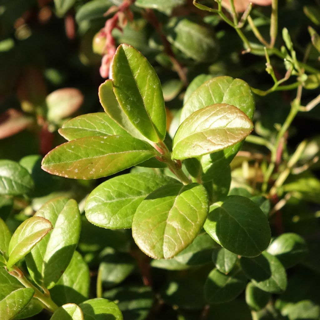 Puolukka luomu - Vaccinium vitis idaea