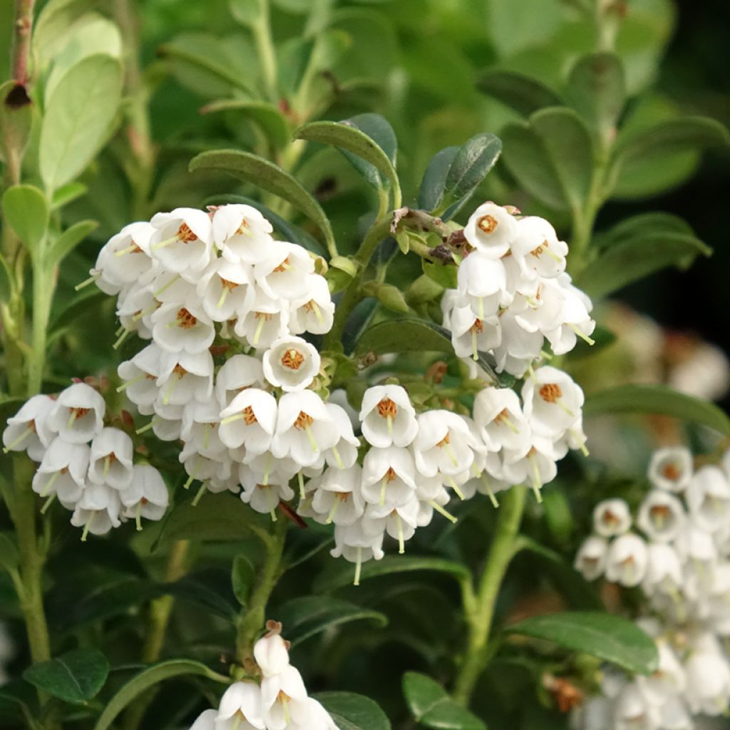 Puolukka - Vaccinium vitis idaea