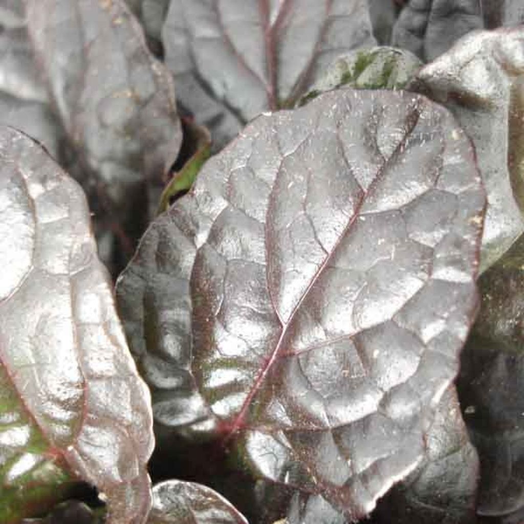 Rönsyakankaali Atropurpurea