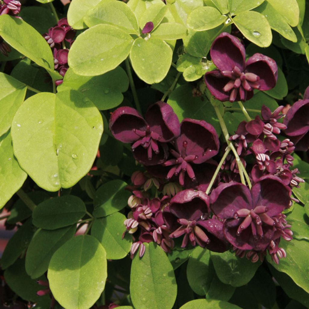 Rinneakebia - Akebia quinata