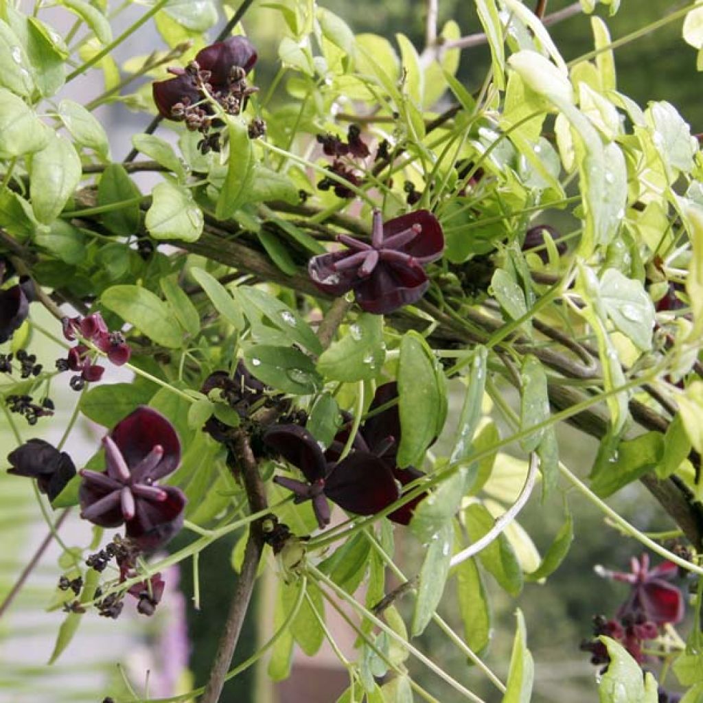Rinneakebia - Akebia quinata