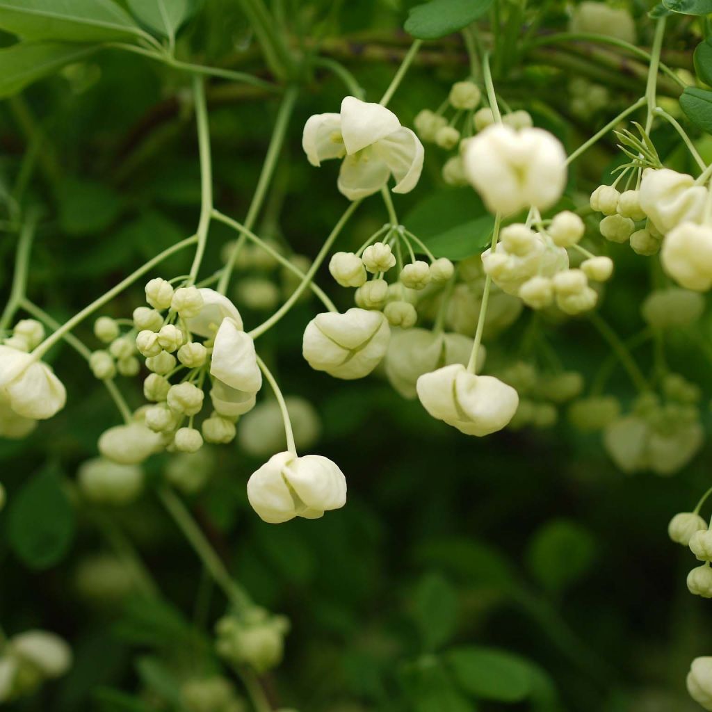 Rinneakebia Alba